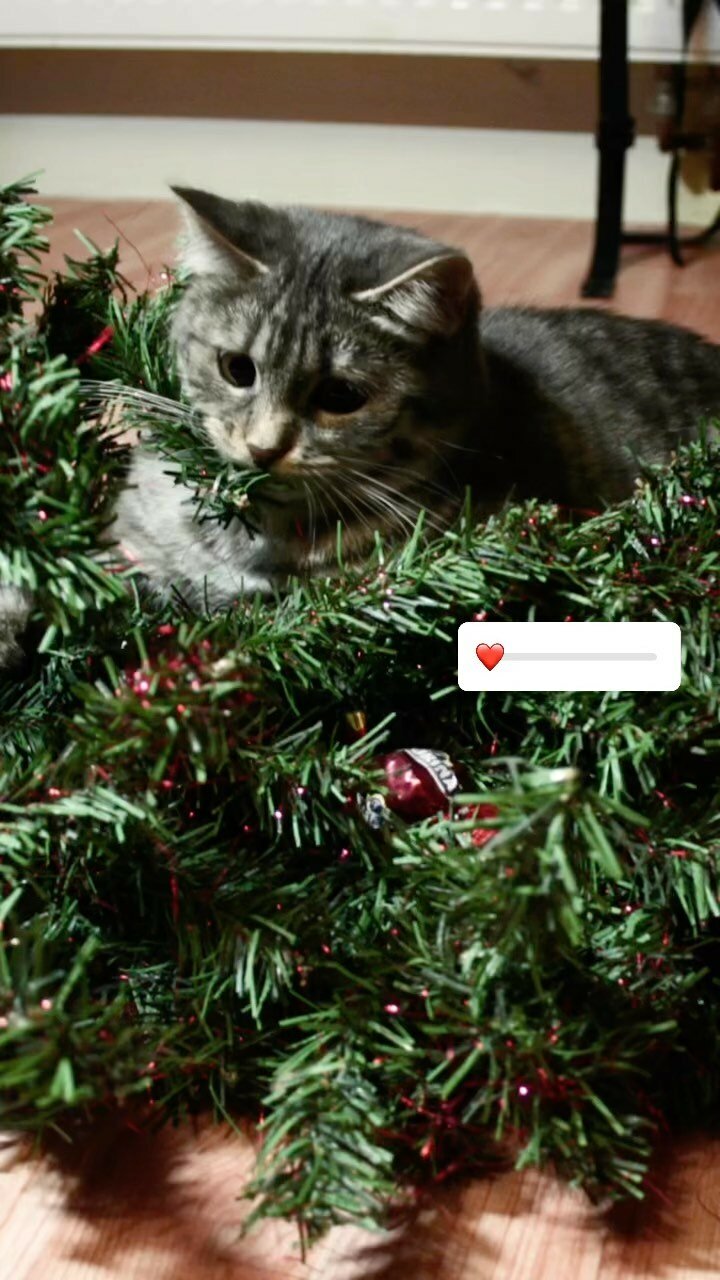 Espero que en sus casas si puedan armar el árbol de navidad jeje, felices fiestas 🎉 🎄 🐈‍⬛ #arboldenavidad #reels #gato #catlover #navidad🎄 #navidadygatos